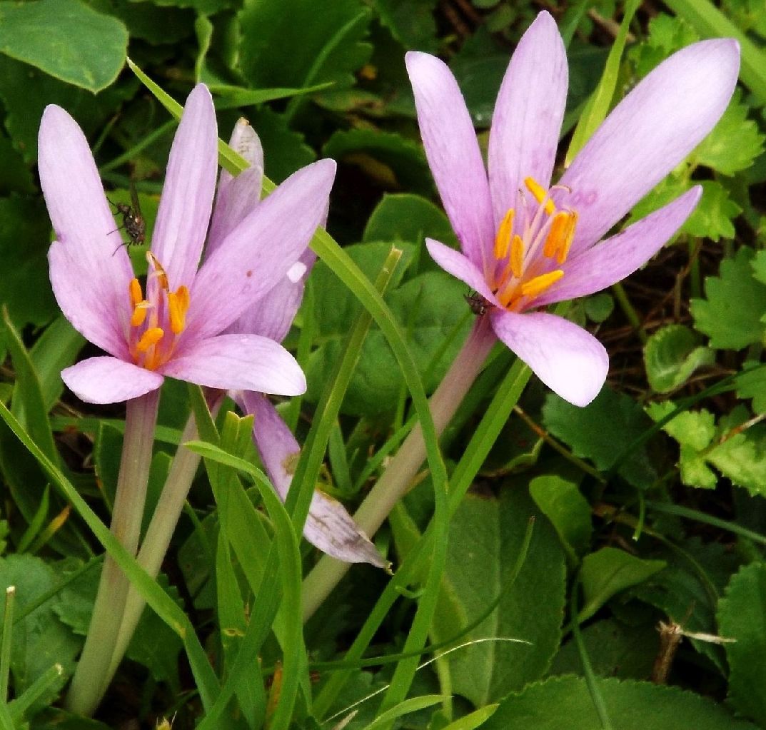 Colchicum alpinum? No, Colchicum autumnale (Liliales-Colchicaceae)